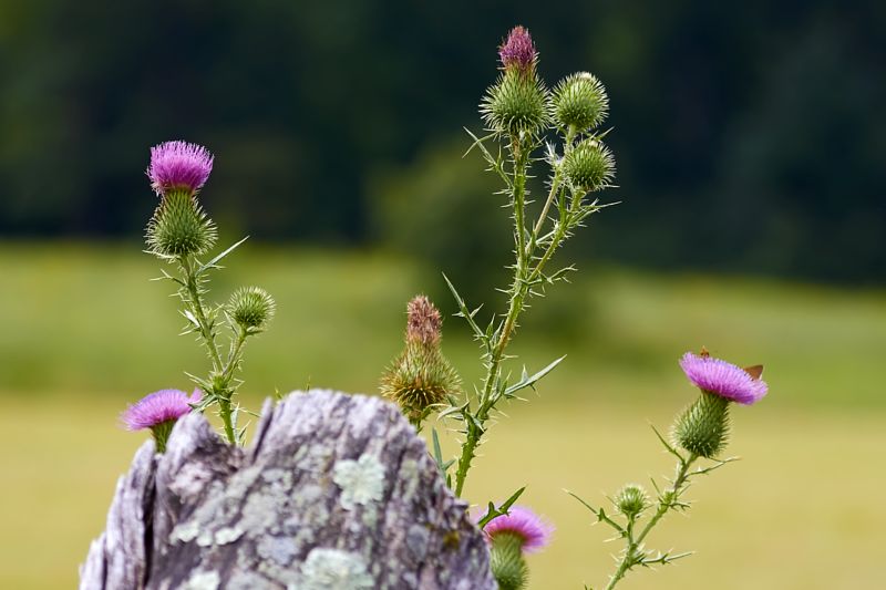 Thistle