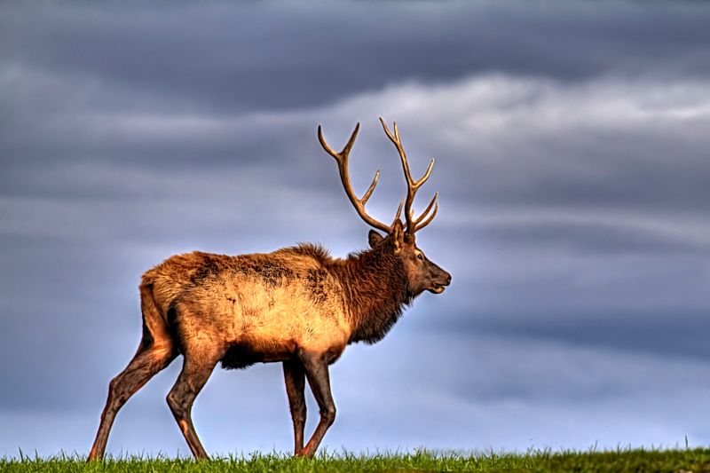 Bull Elk, Benezette PA