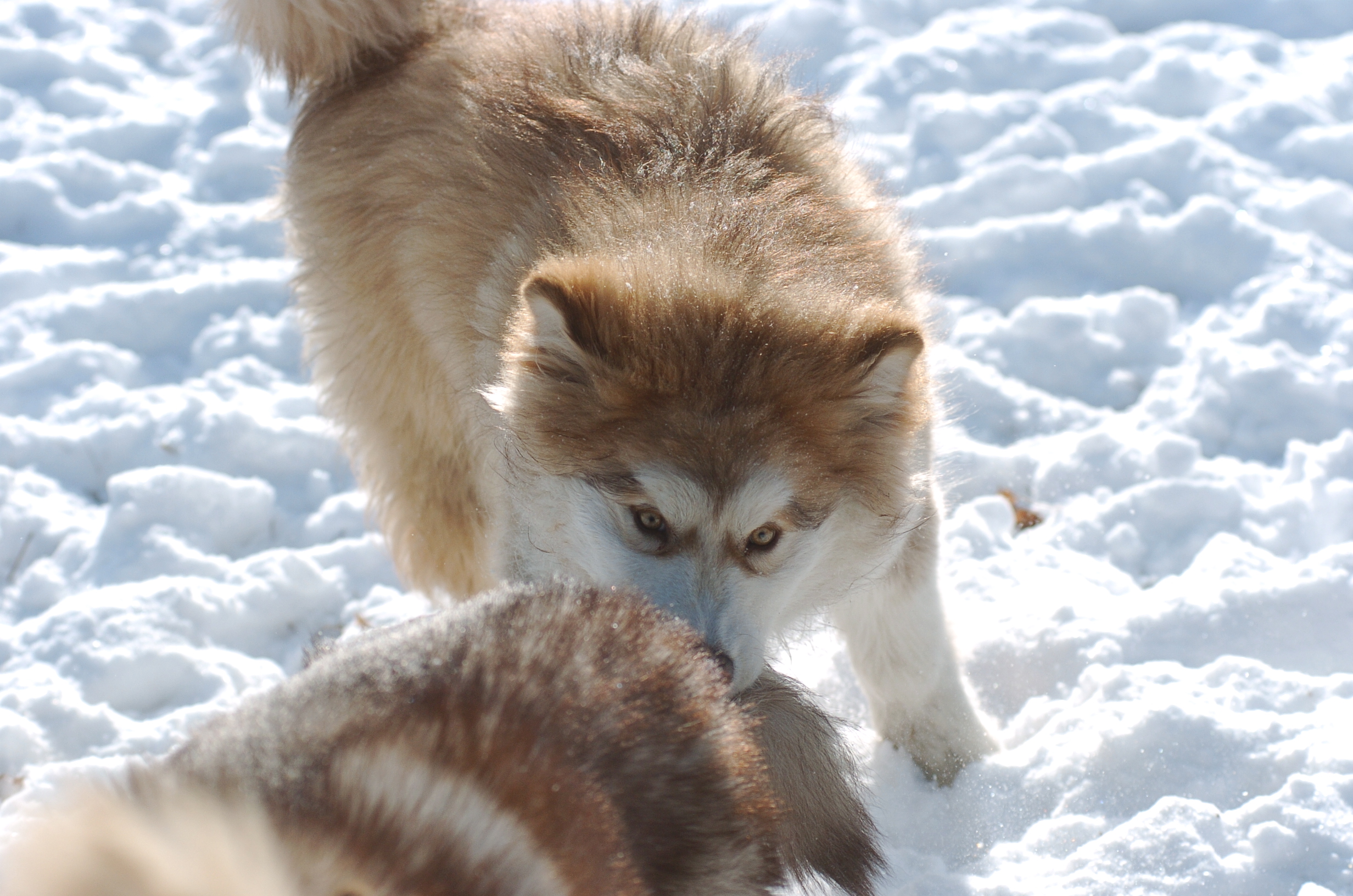 DSC_1459.JPG