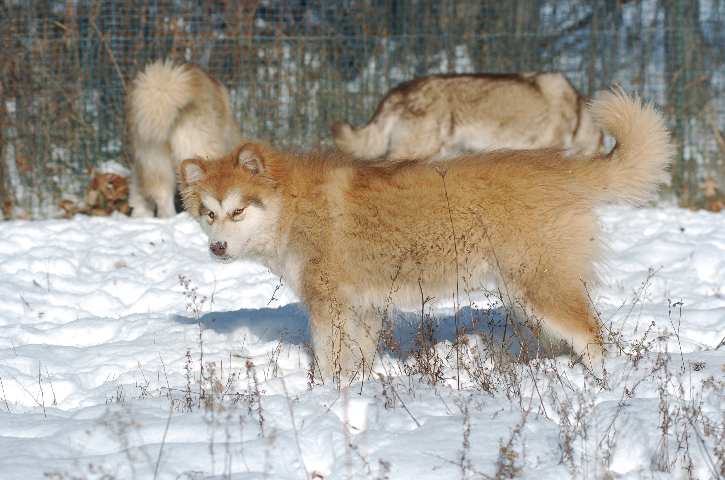 DSC_1634.JPG