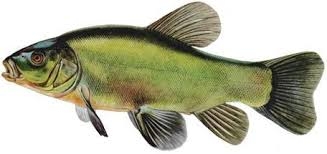 Tench Fish