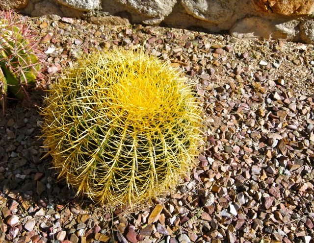 A barrel cactus
