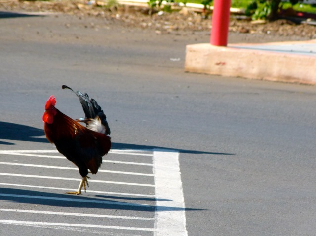 Suddenly this rooster (pimp) comes strutting towards me .... I didnt have any food for them ... so they eventually walked away 