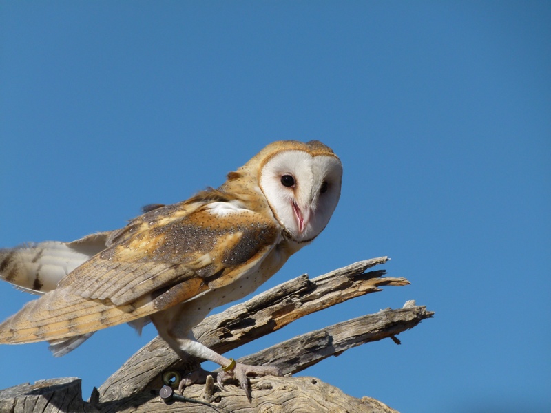 Barn Owl (Sonora Desert Museum)