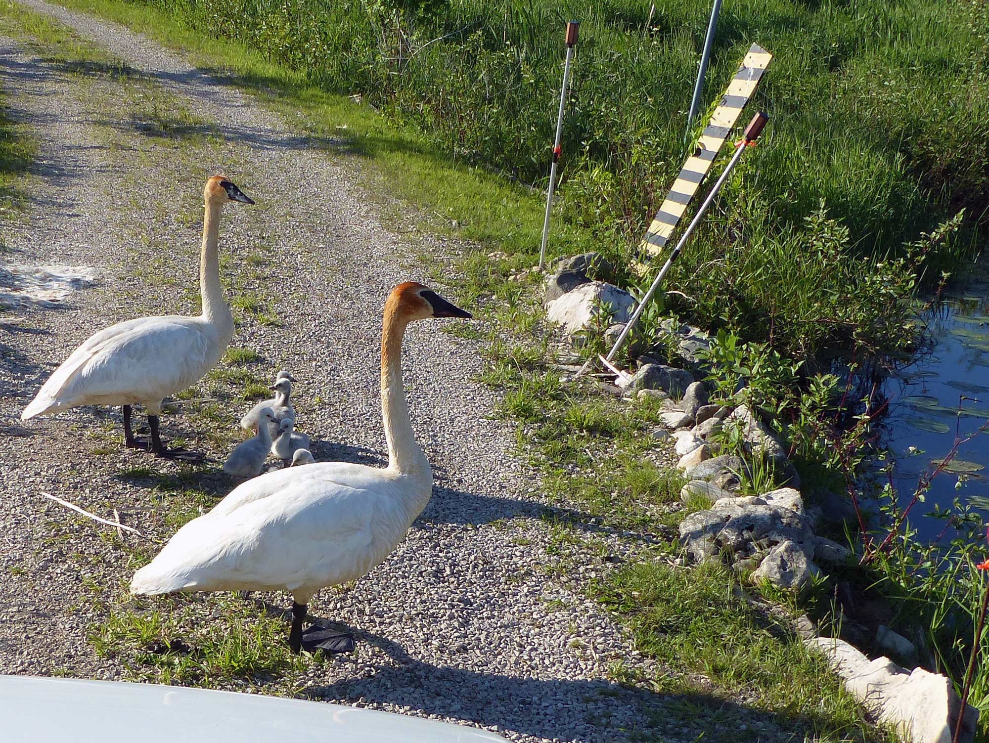 The male is closest to the vehicle