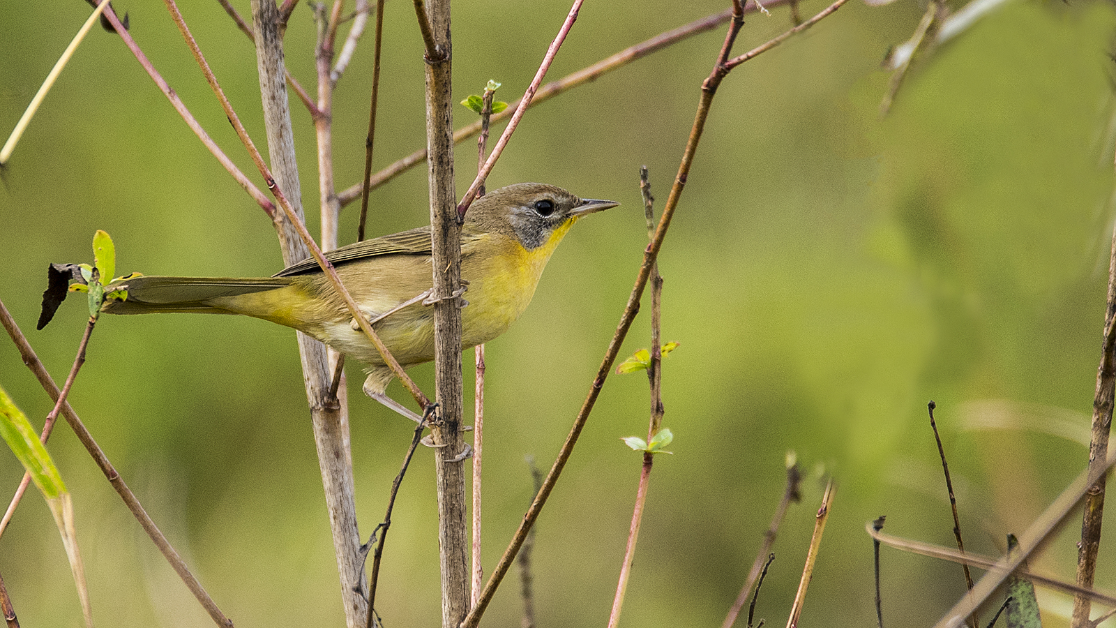 female common yellowthroat.jpg