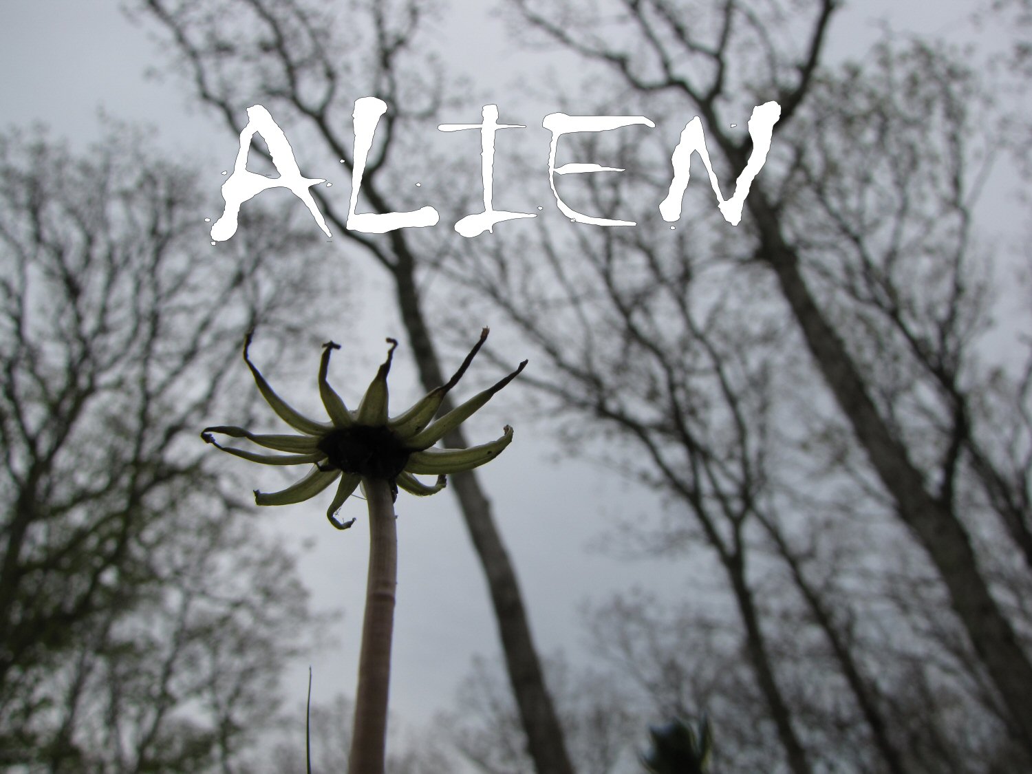 Alien.jpg