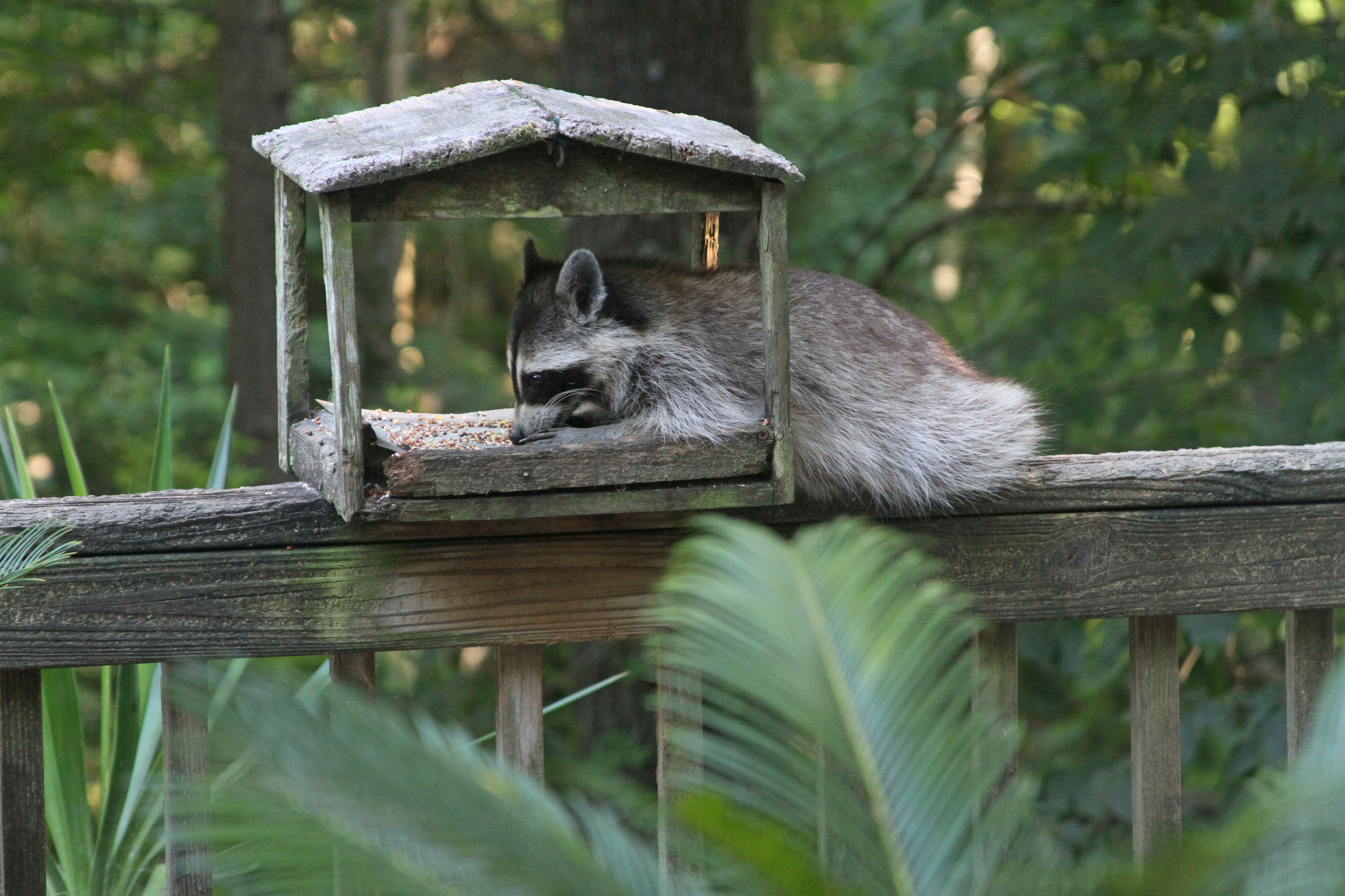 RaccoonBFeeder_9819.jpg