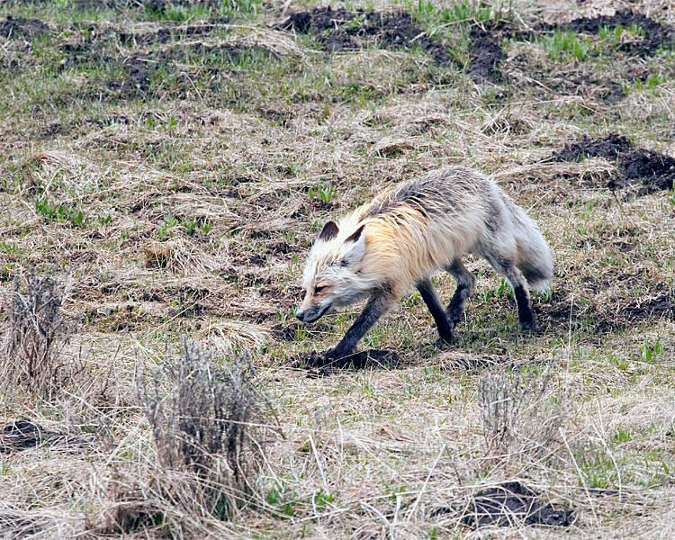 Fox Near Lake.jpg