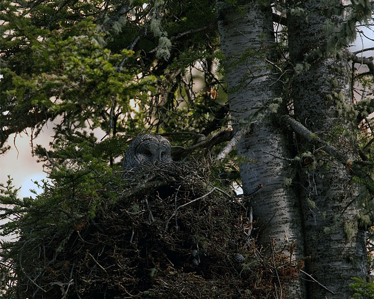 Great Grey Owl Female on the Nest.jpg