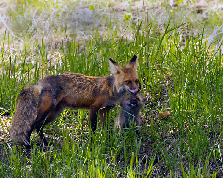 Fox Vixen with Kit at Yellowstone Picnic Area.jpg