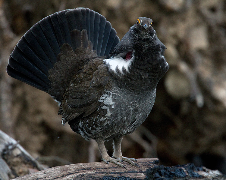 Dusky Grouse at Lake Butte Overlook.jpg