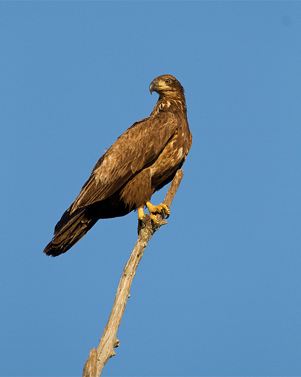 Juvenile Bald Eagle.jpg