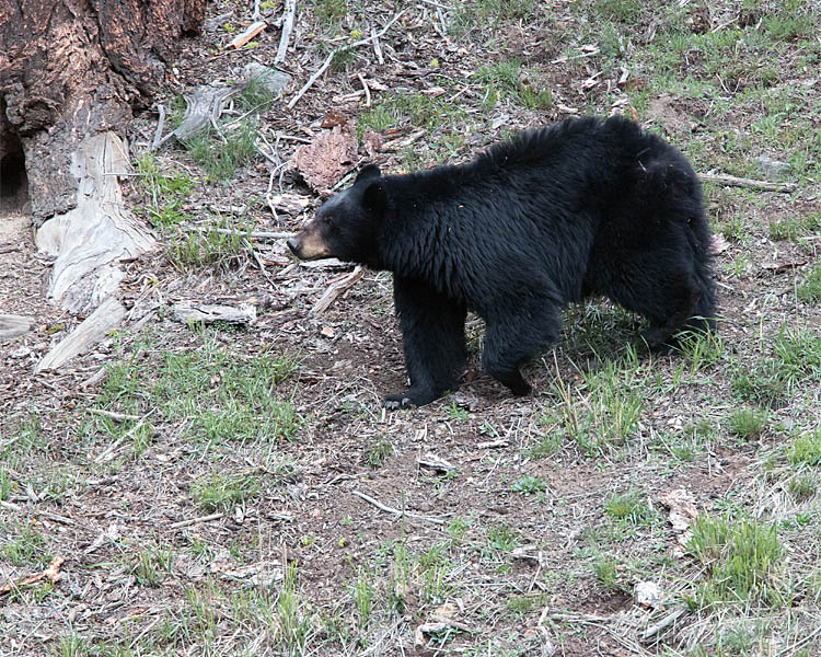Black Bear Sow Near Rainy Lake.jpg