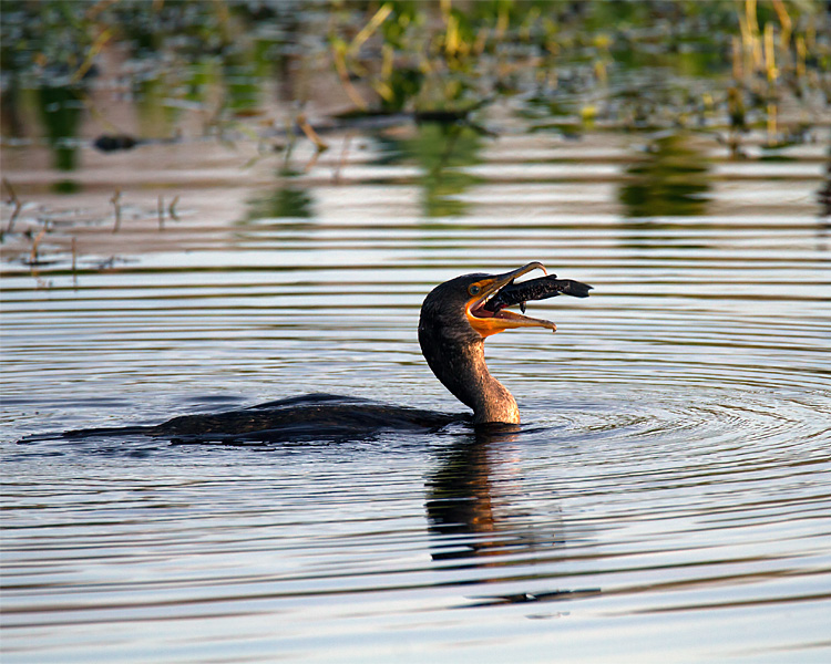 Cormorant Swallowing a Fish.jpg