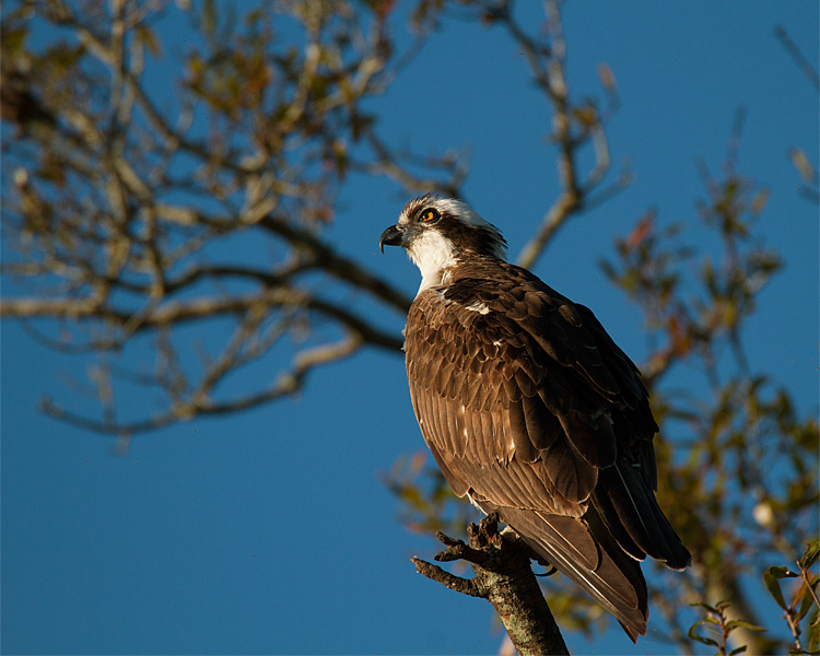 Osprey at the Crossroads.jpg