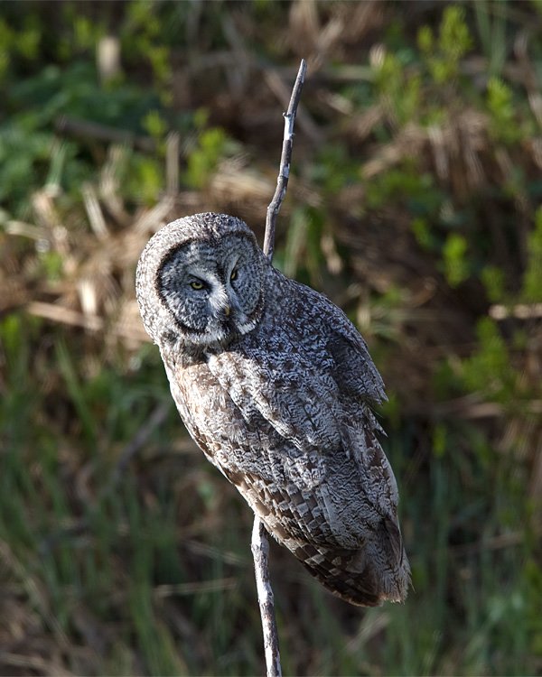 Great Grey Owl on Moose Wilson Road.jpg