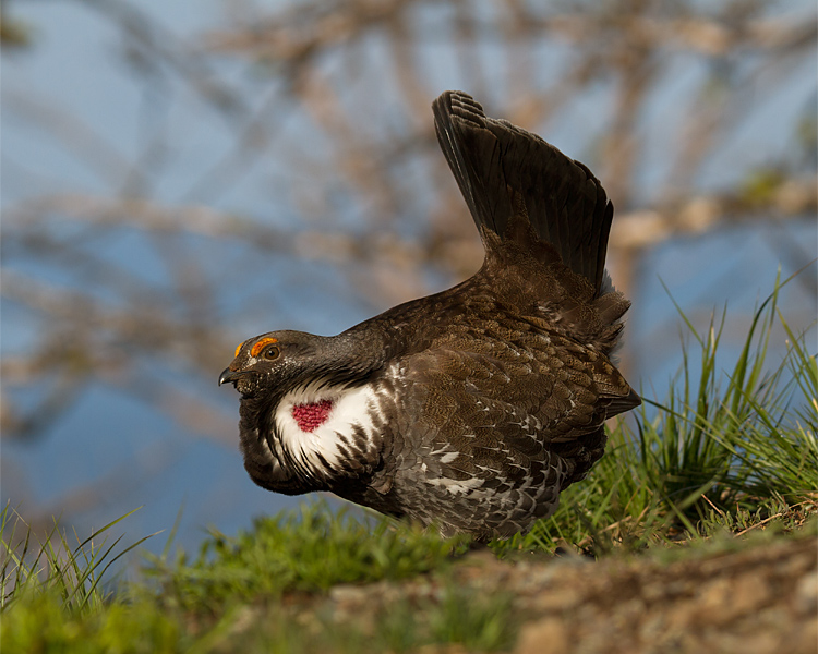 Dusky Grouse Male at Lake Butte.jpg