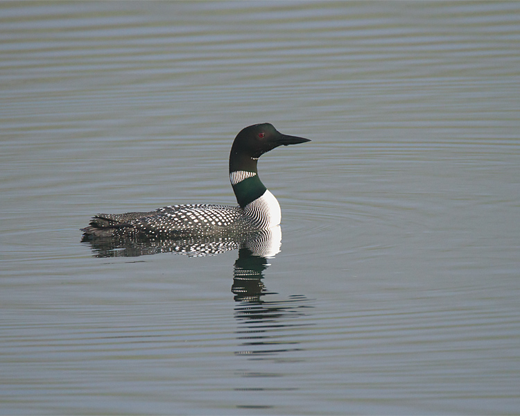 Loon at Trout Lake.jpg