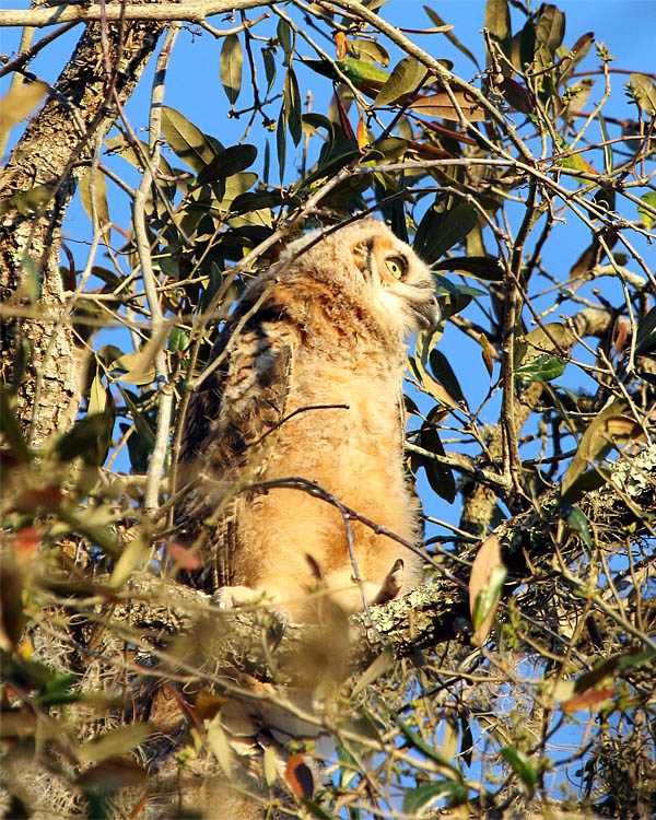 Great Horned Owl Fledgling.jpg