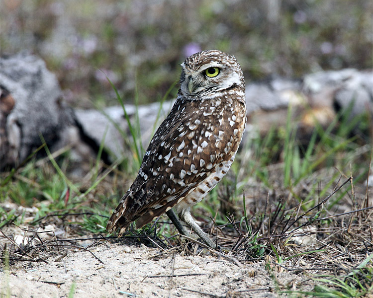 Burrowing Owl on the Nest.jpg