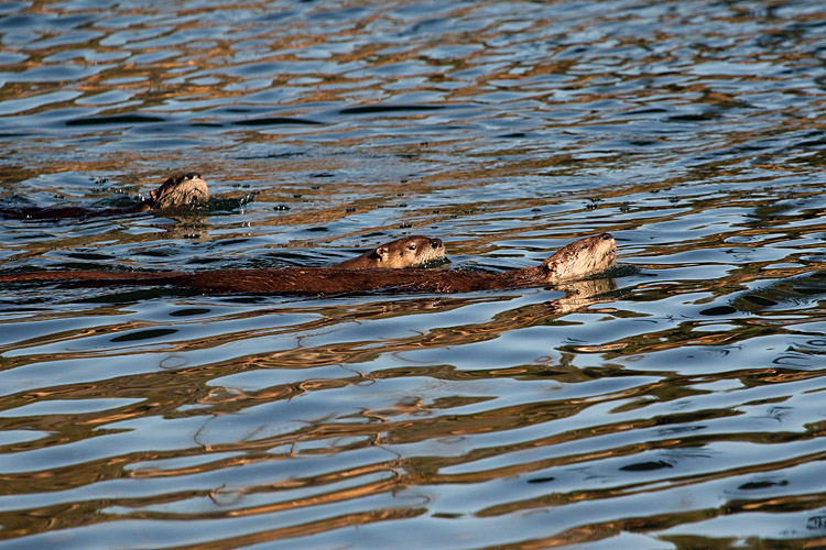 Swimming Otters.jpg
