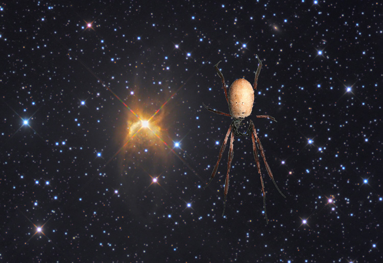 Golden Orb Weaver