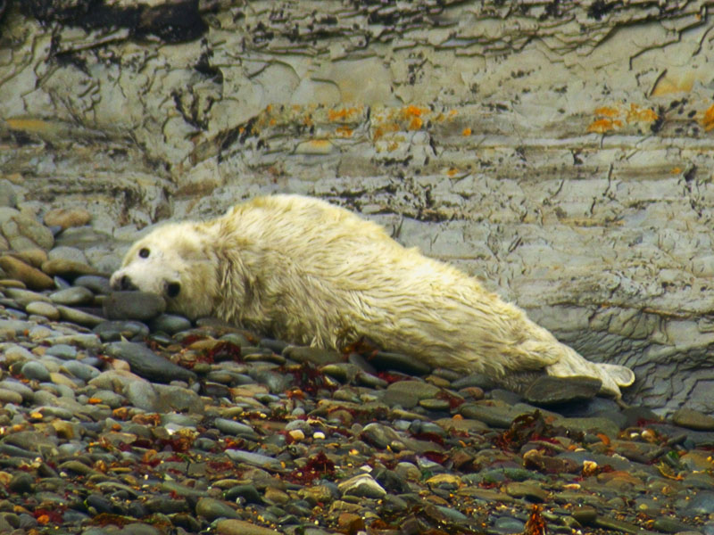 Seal Pup