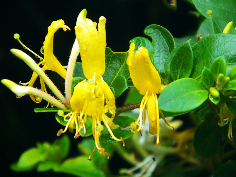 Honeysuckle