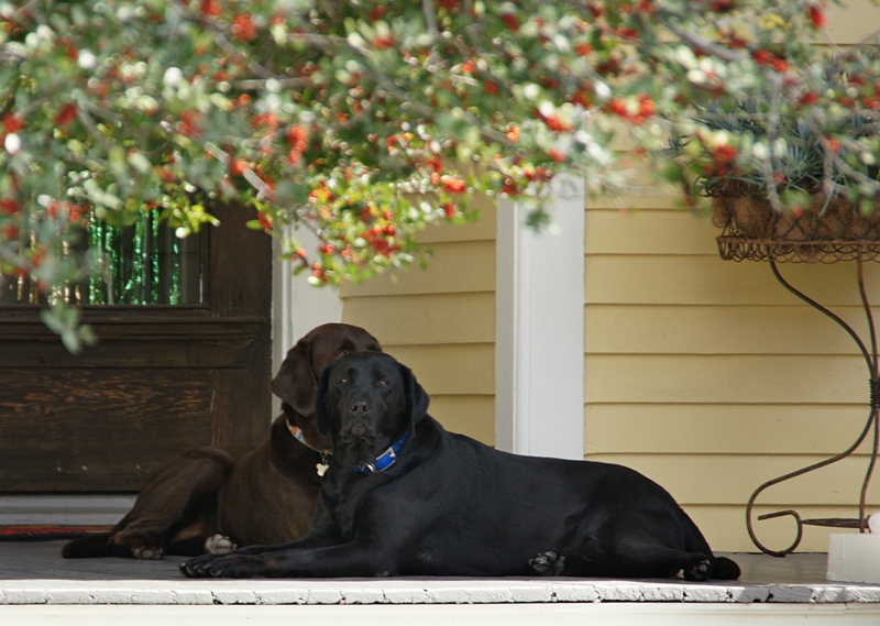 Two Dogs