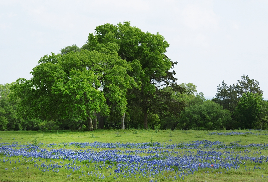 Brenham Bluebonnets