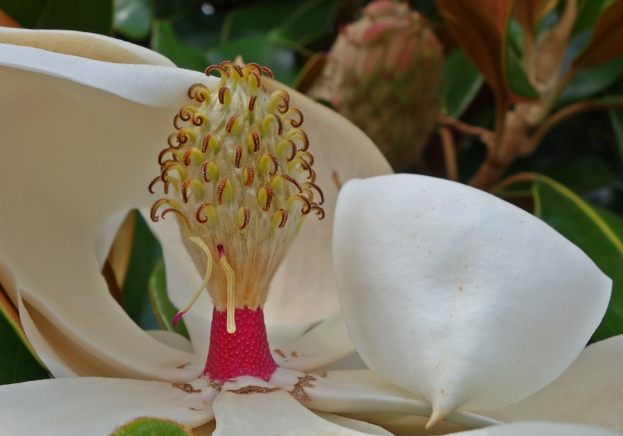 Symmetry #15