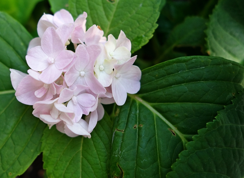 Hydrangea