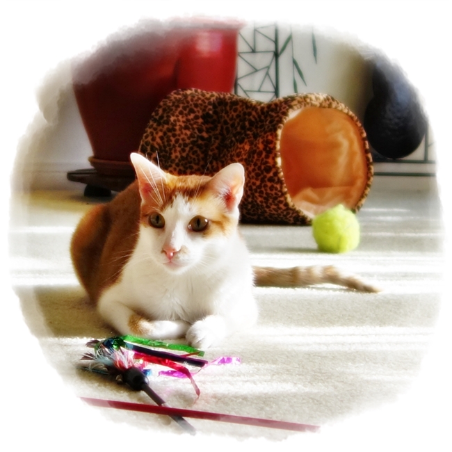 Finn & Toys