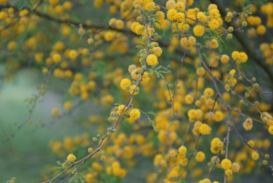 Yellow Flowers