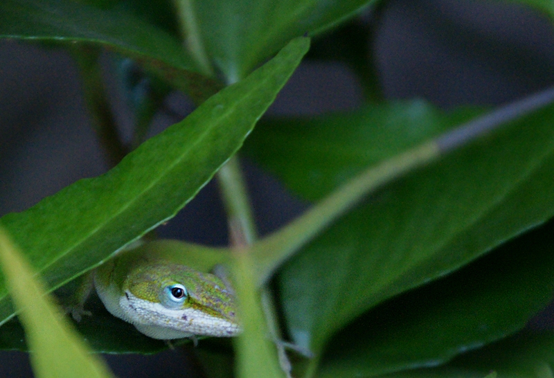 Safe & Free After Losing a Tail