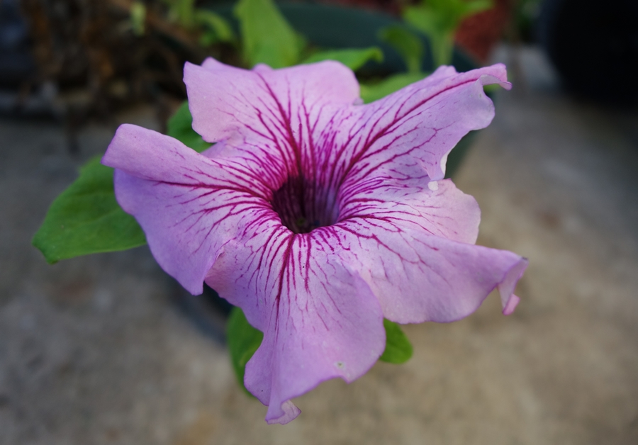 4. Multi-Color Petunia