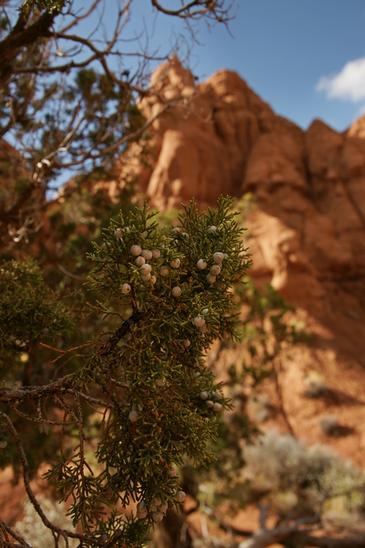 Juniper Berries