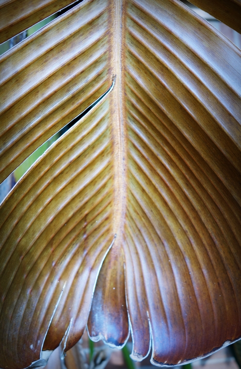 Frozen Leaf