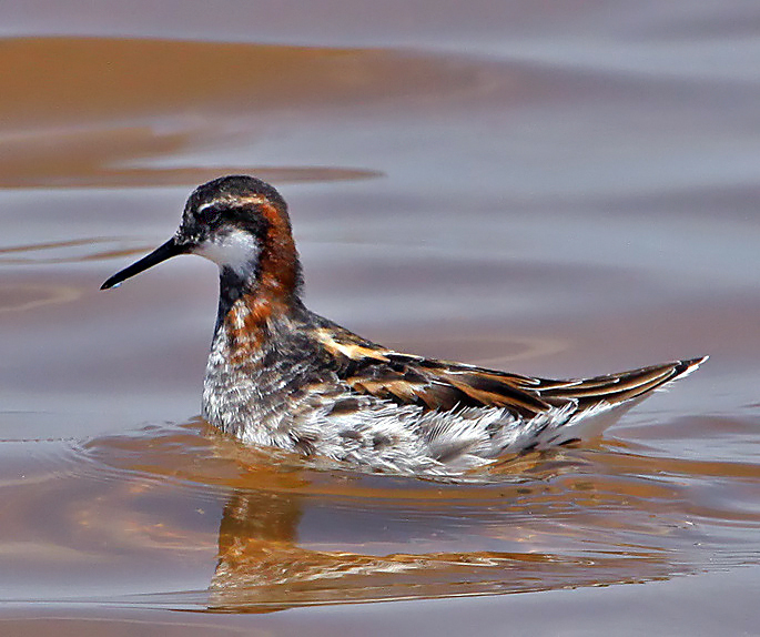 Red-necked Phalarope