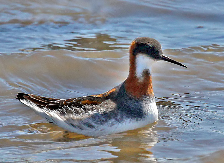 Red-necked Phalarope