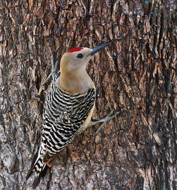 Gila Woodpecker