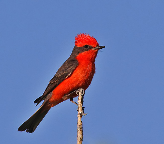 Vermilion Flycatcher