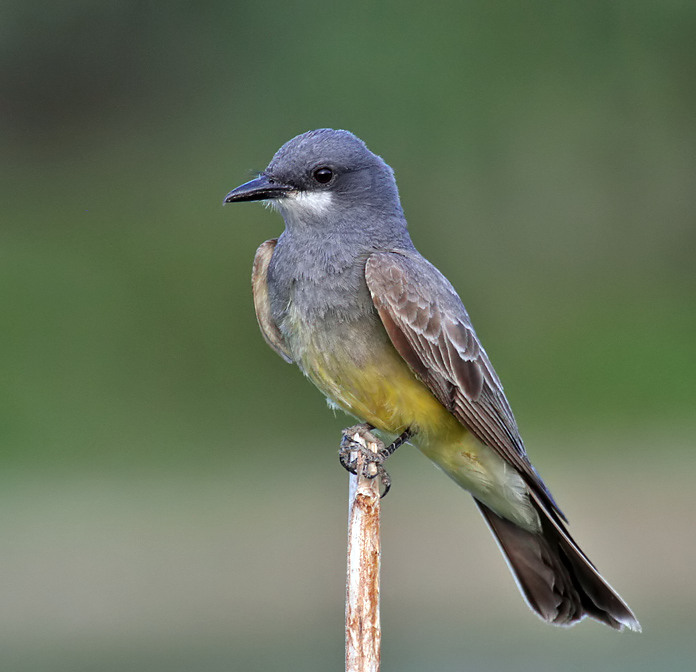 Cassins Kingbird