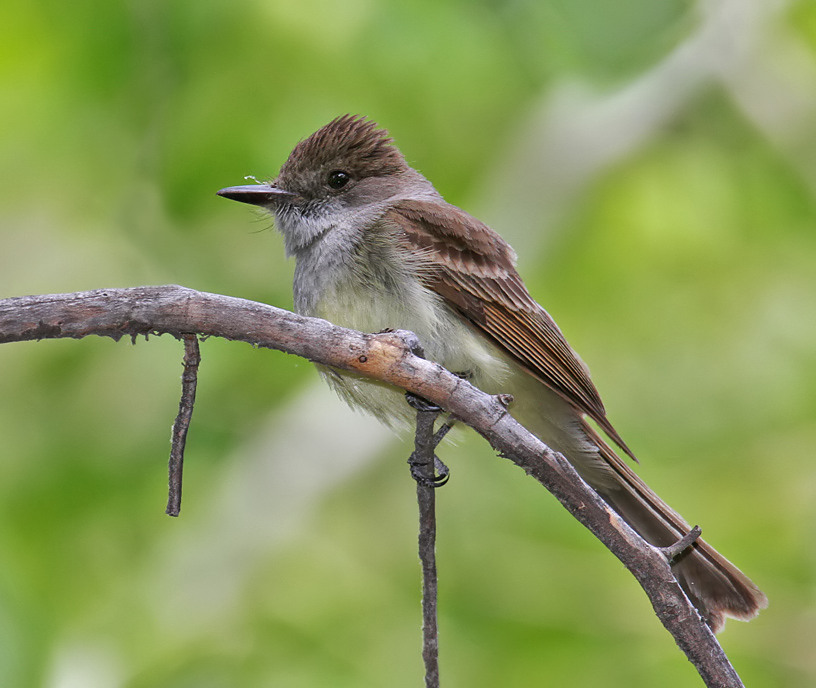 Dusky-capped Flycatcher