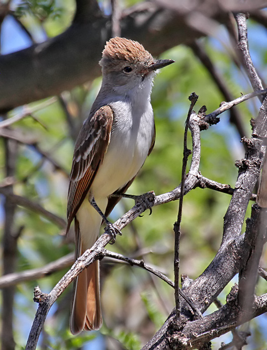 Ash-throated Flycatcher