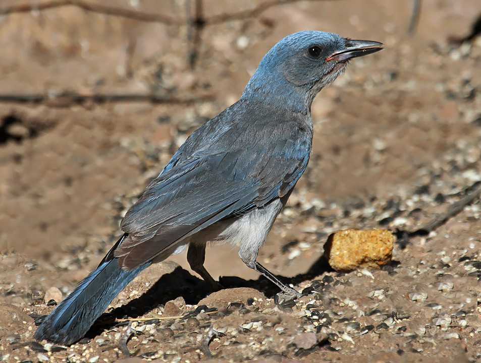 Mexican Jay