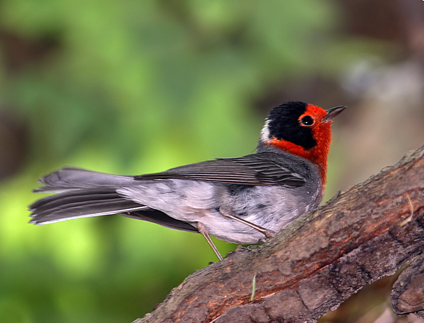 Red-faced Warbler