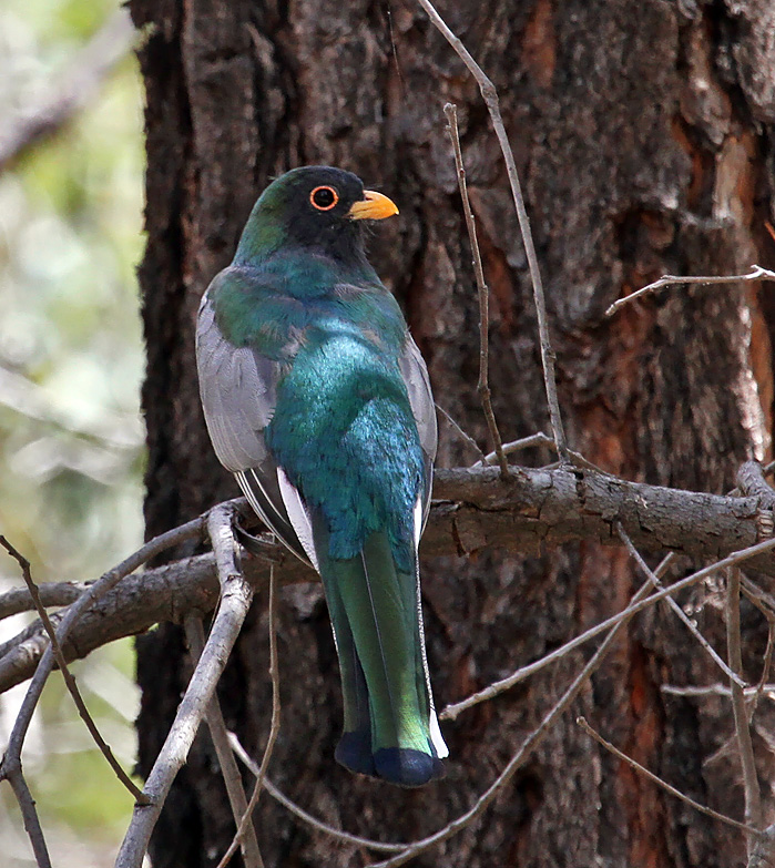 Elegant Trogon