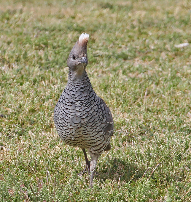 Scaled Quail